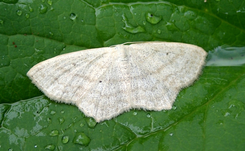 Altra geometridae da Id.